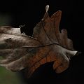 20101016_081936_DSC_0636