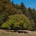 bobe_20111016_150544_DSC_7110