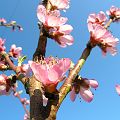 20100417_180019_DSCN3019