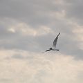 20100713_093805_DSC_2791