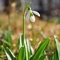 20110315_135735_DSC_5680