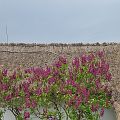 20110424_110600_DSC_7028