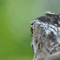 20110613_130052_DSC_9446